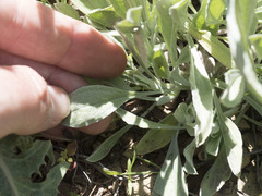 Antennaria rosea rosea