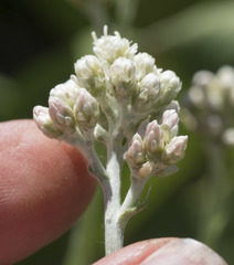Antennaria rosea rosea