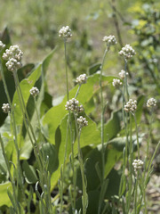Antennaria rosea rosea