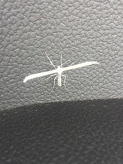 Hellinsia homodactylus