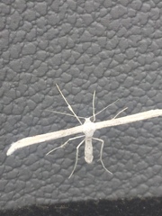 Hellinsia homodactylus