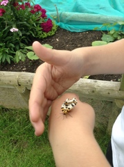 Abraxas grossulariata