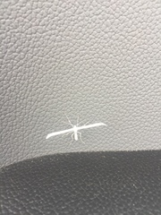 Hellinsia homodactylus