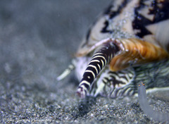 Cymbiola vespertilio