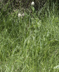 Bistorta bistortoides