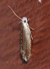Eucosma raracana
