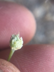 Allium haematochiton