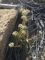 Allium haematochiton