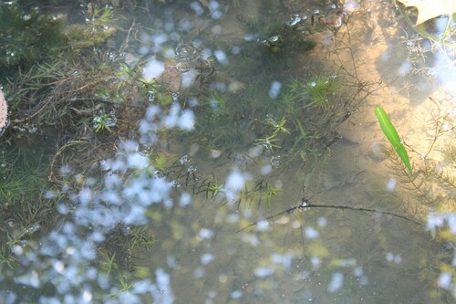 water-purslane (Didiplis diandra)
