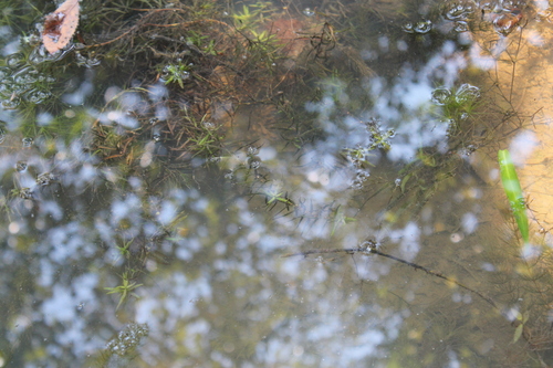 Didiplis diandra, photograph 4