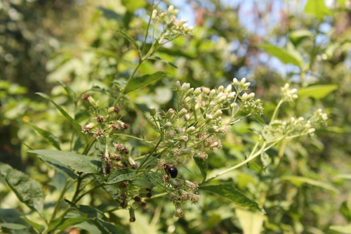 Image of Hasteola suaveolens by (c) Dominic, some rights reserved (CC BY)