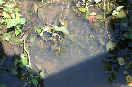 Didiplis diandra, photograph 1