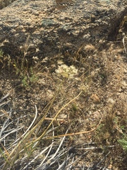 Allium haematochiton