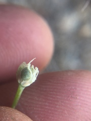 Allium haematochiton