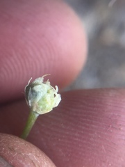 Allium haematochiton