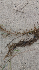 Gracilariopsis
