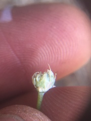 Allium haematochiton