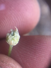 Allium haematochiton