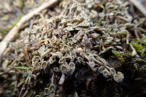 Image of Veronica lilliputiana by (c) Oscar Dove, some rights reserved (CC BY)