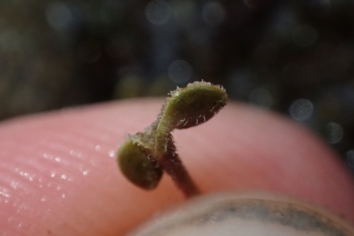 Image of Veronica lilliputiana by (c) Oscar Dove, some rights reserved (CC BY)