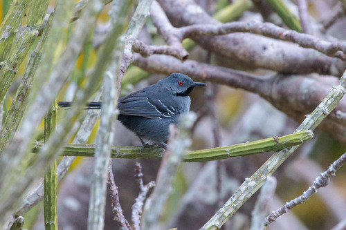 Slender Antbird (Rhopornis ardesiacus), photo 4