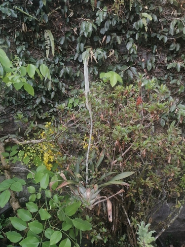 Tillandsia heterophylla, photograph 2