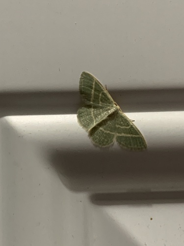 Blackberry Looper Moth
