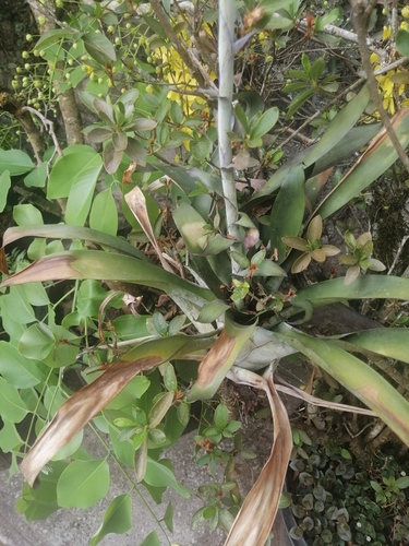 Tillandsia heterophylla, photograph 3