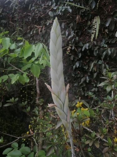 Tillandsia heterophylla, photograph 4