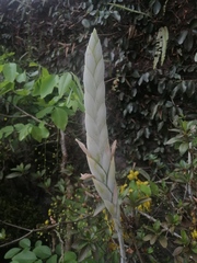 Tillandsia heterophylla, photograph (c) Erick Vélez Sánchez, some rights reserved (CC BY)