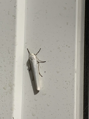 Pearly-winged Lichen Moth
