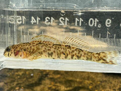 Tuckasegee Darter photo 3