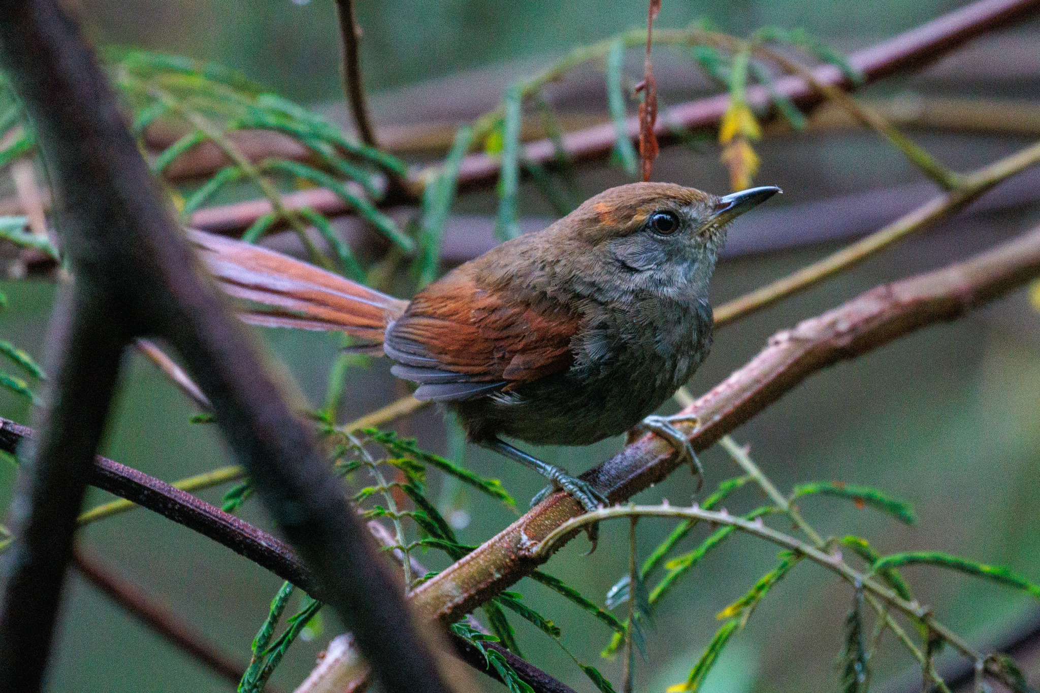 Bahia Spinetail (Synallaxis cinerea), photo 2