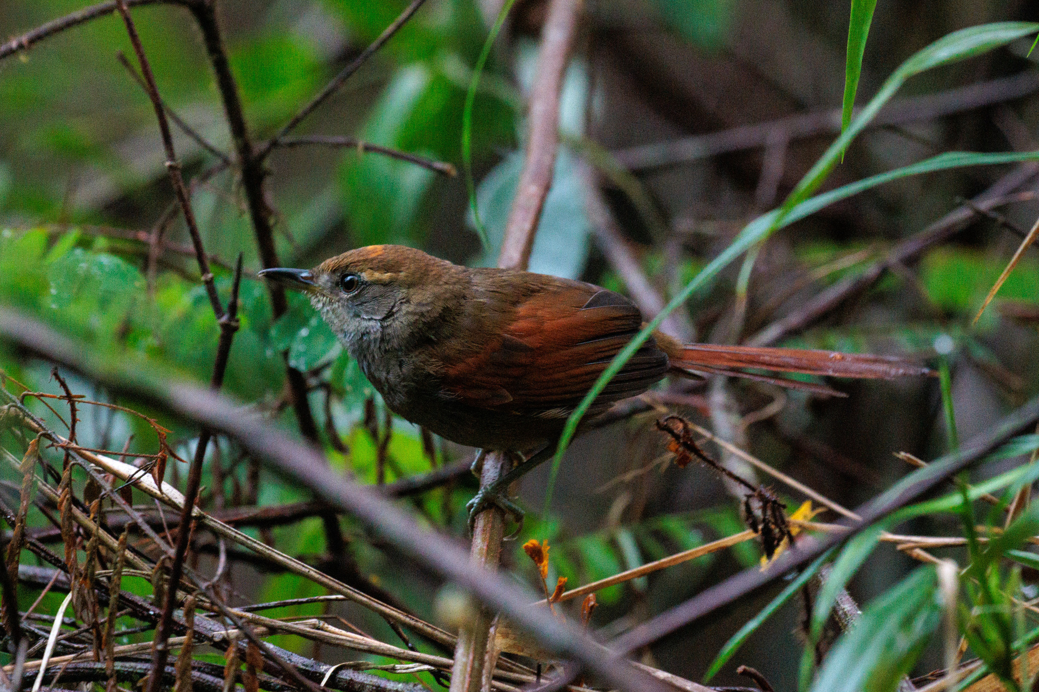 Bahia Spinetail (Synallaxis cinerea), photo 3