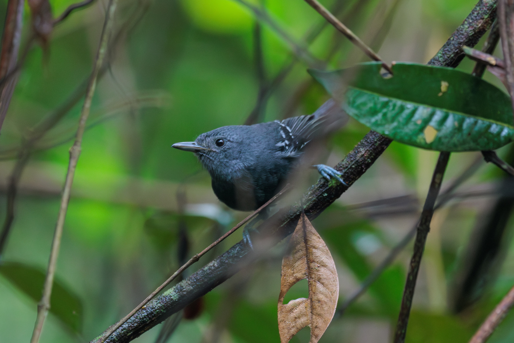 Rio de Janeiro Antbird (Cercomacra brasiliana), photo 6