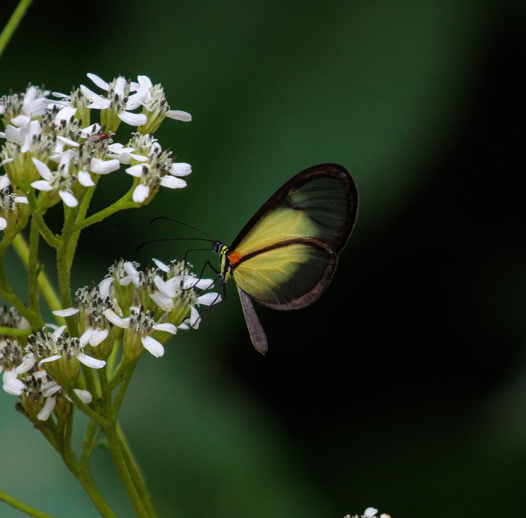 Episcada hemixanthe