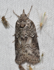 Nycteola