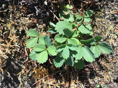 Fragaria virginiana platypetala