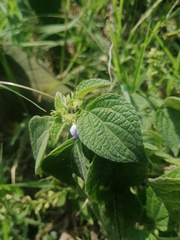 Salvia xalapensis, photograph (c) Erick Vélez Sánchez, some rights reserved (CC BY)