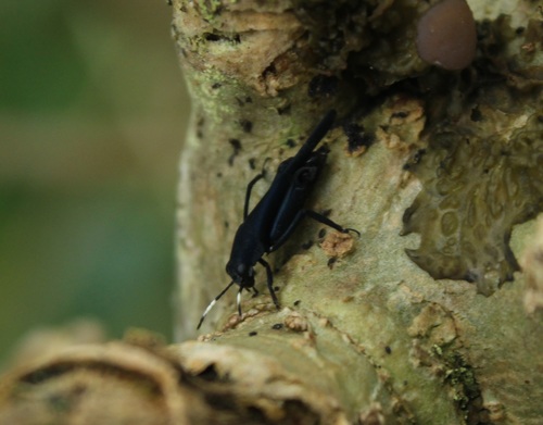 Ripipterygidae