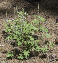 Lupinus arbustus