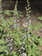 Lupinus arbustus