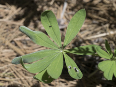 Lupinus arbustus