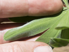 Lupinus arbustus