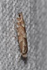 Lithocolletinae