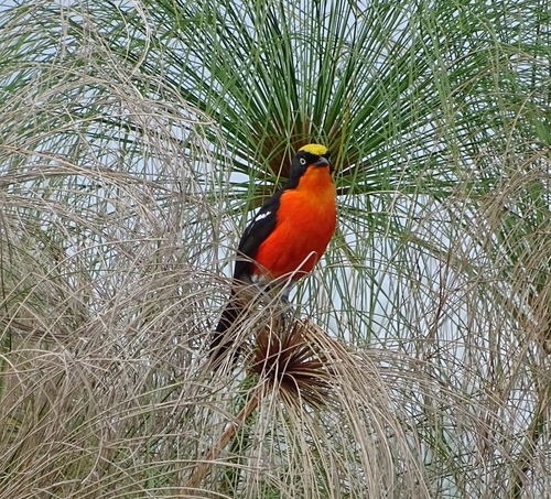 Laniarius mufumbiri