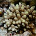 Acropora verweyi - Photo (c) nmi_fishguy, some rights reserved (CC BY-NC), uploaded by nmi_fishguy