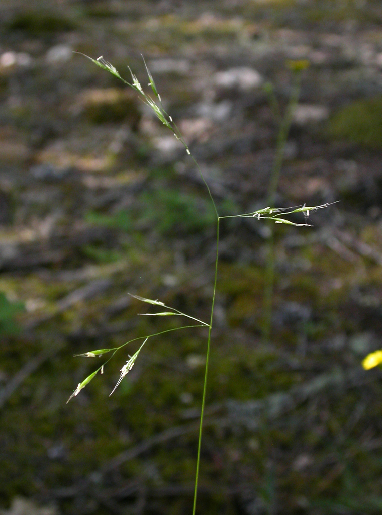 western fescue