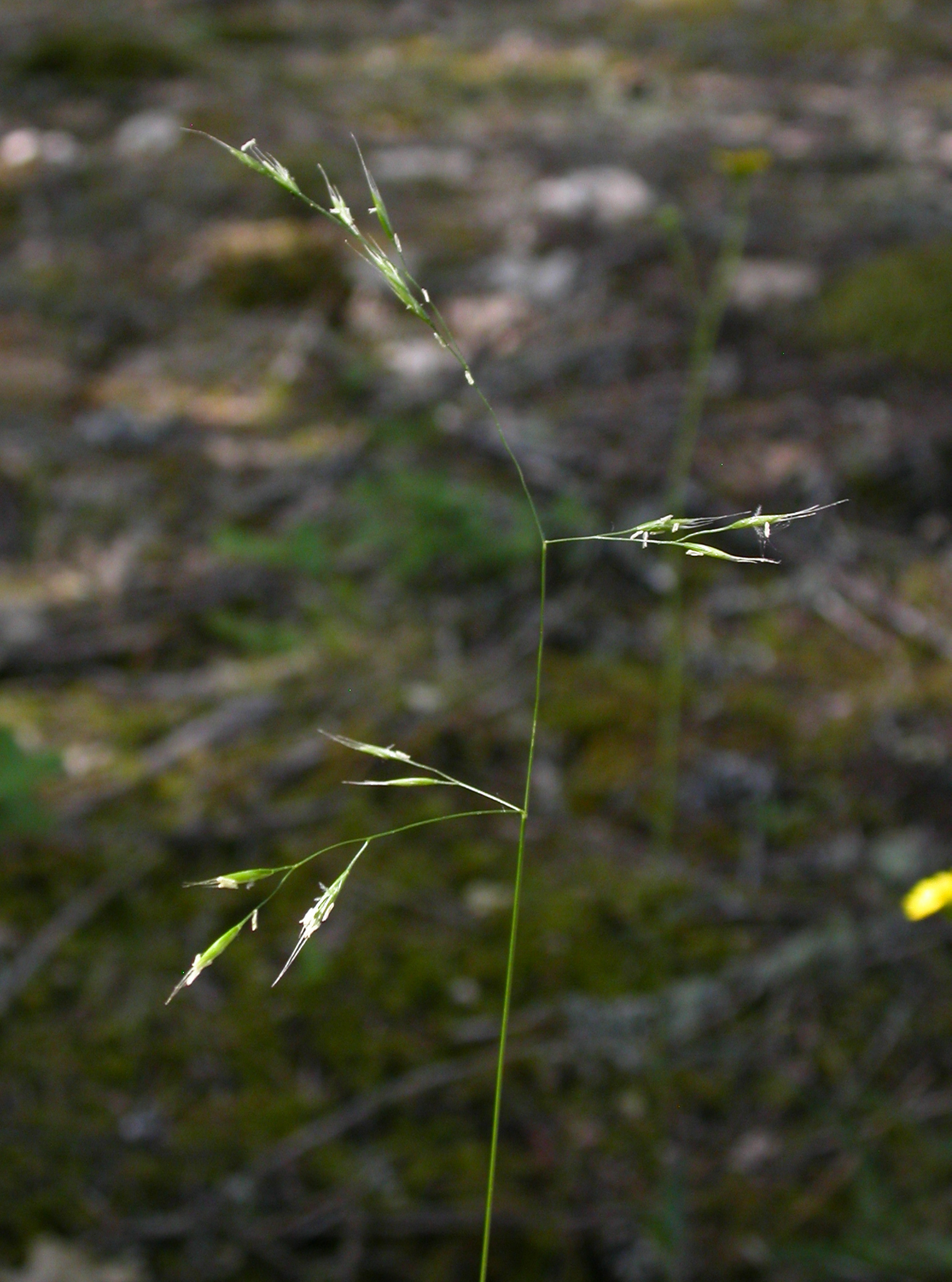 Festuca occidentalis