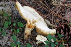 Neolentinus ponderosus